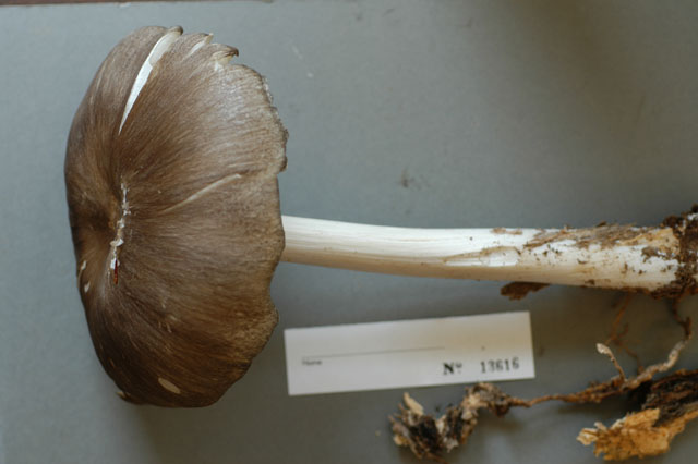 Megacollybia image